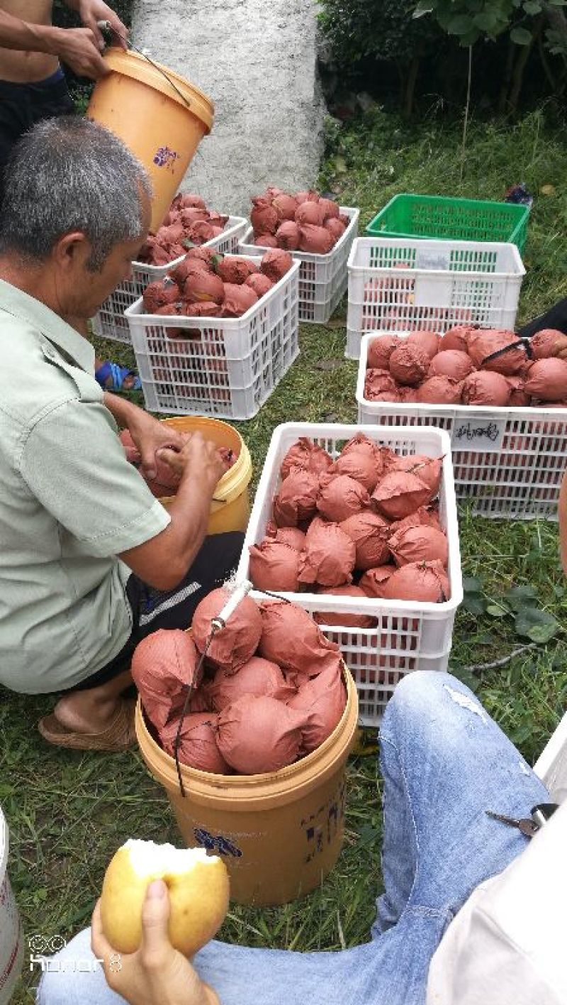 金秋梨，袋果