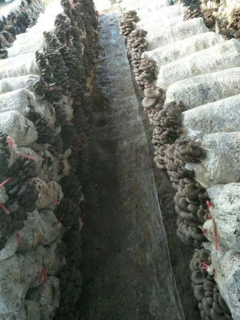 平菇菌种临沂市郯城县产地直销一手货源欢迎咨询