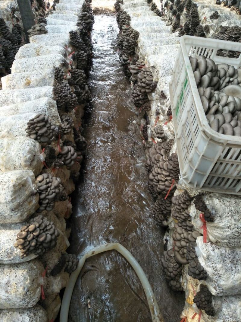 平菇菌种临沂市郯城县产地直销一手货源欢迎咨询