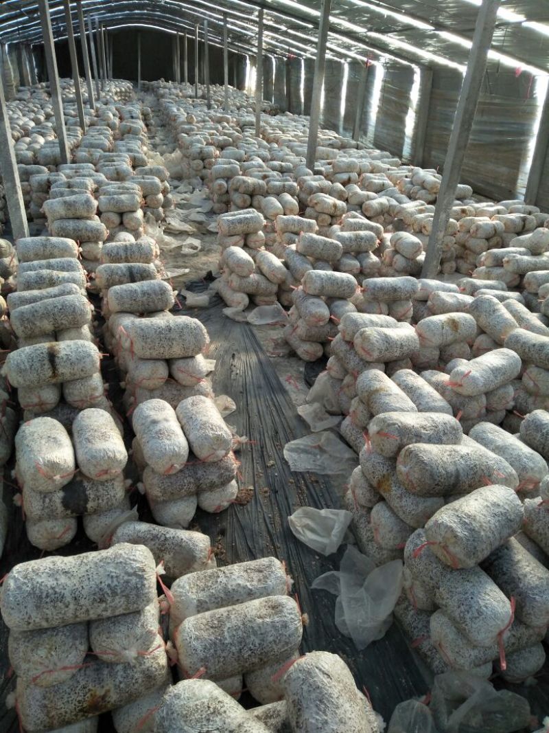 平菇菌种临沂市郯城县产地直销一手货源欢迎咨询