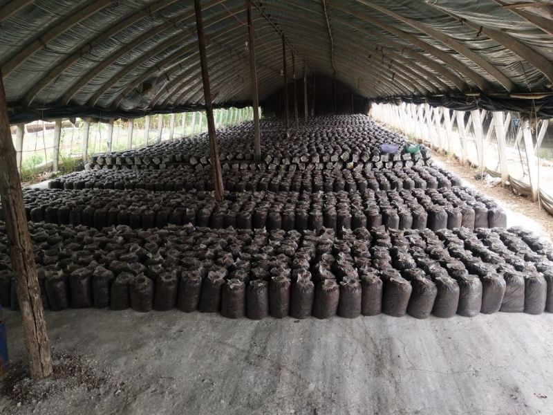 平菇菌棒可以根据客户需求生产