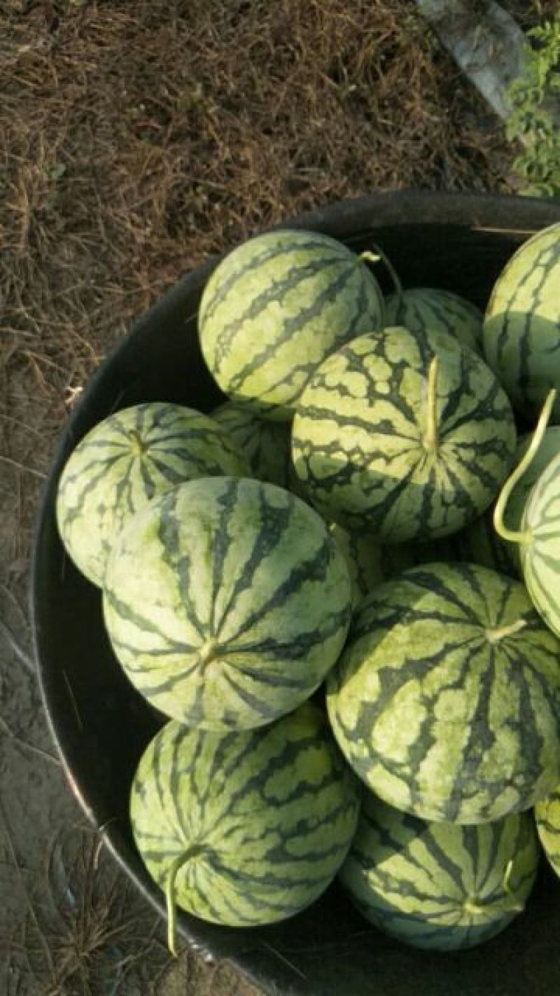 【精品】大量供应头茬美都，嘉年华，301.711.等各种