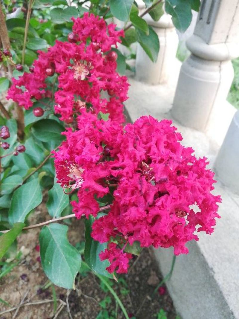 红花紫薇速生紫薇红火箭紫薇