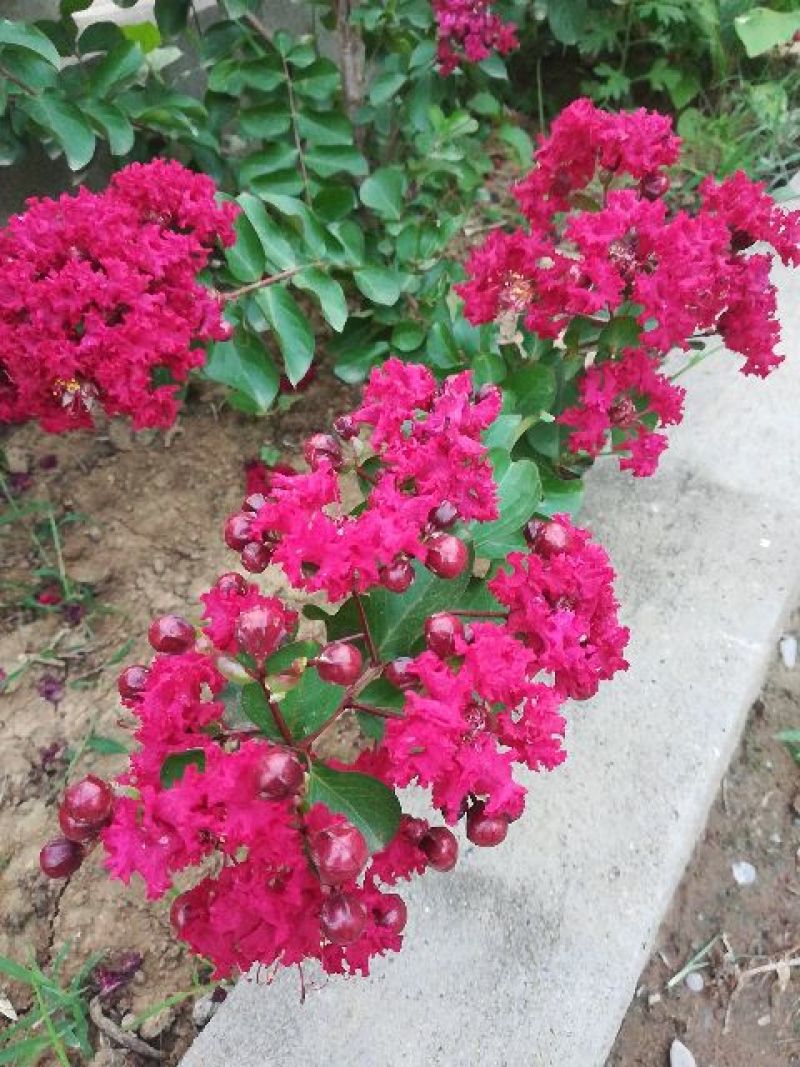 红花紫薇速生紫薇红火箭紫薇