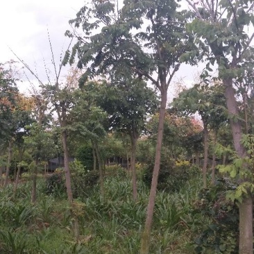 栾树
