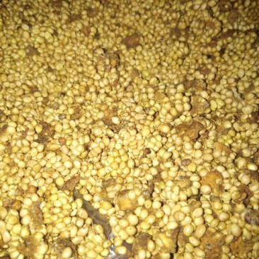 刺梨子，贵州剌梨发芽率百分之八十以上