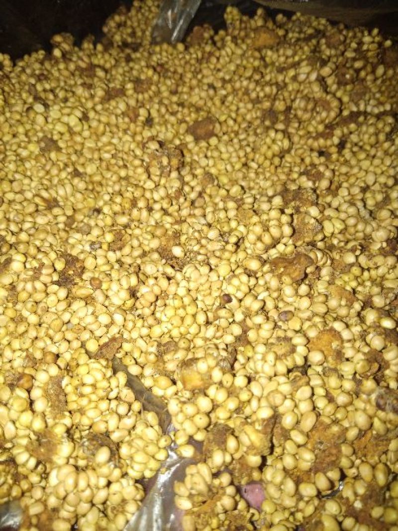 刺梨子，贵州剌梨发芽率百分之八十以上