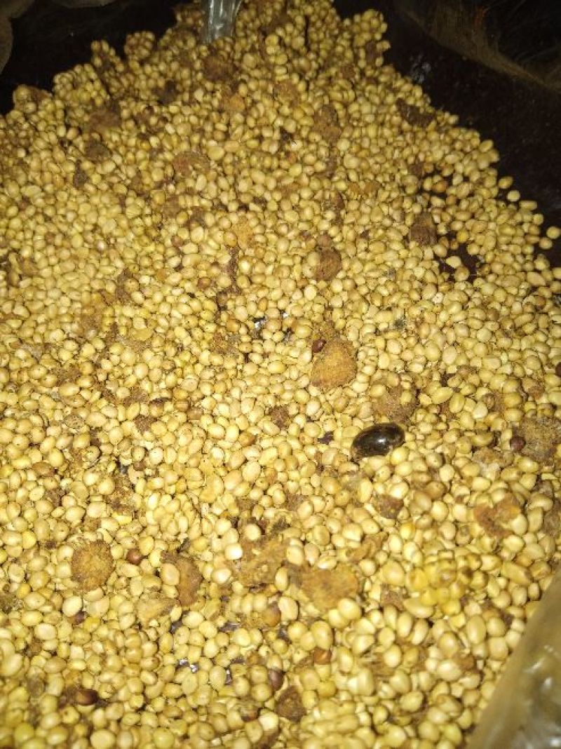 刺梨子，贵州剌梨发芽率百分之八十以上