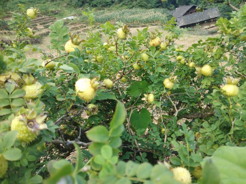 刺梨子，贵州剌梨发芽率百分之八十以上