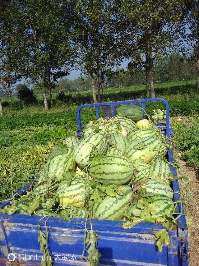 大量西瓜上市