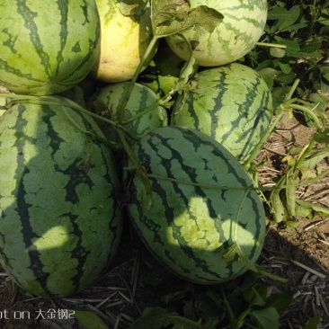 大量西瓜上市