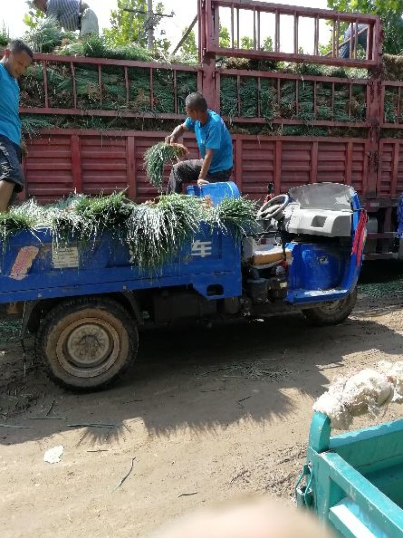 长年出售葱苗铁杆大葱葱苗大规格按需求分拣打包运输高产回报快