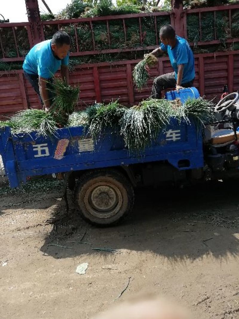 长年出售葱苗铁杆大葱葱苗大规格按需求分拣打包运输高产回报快