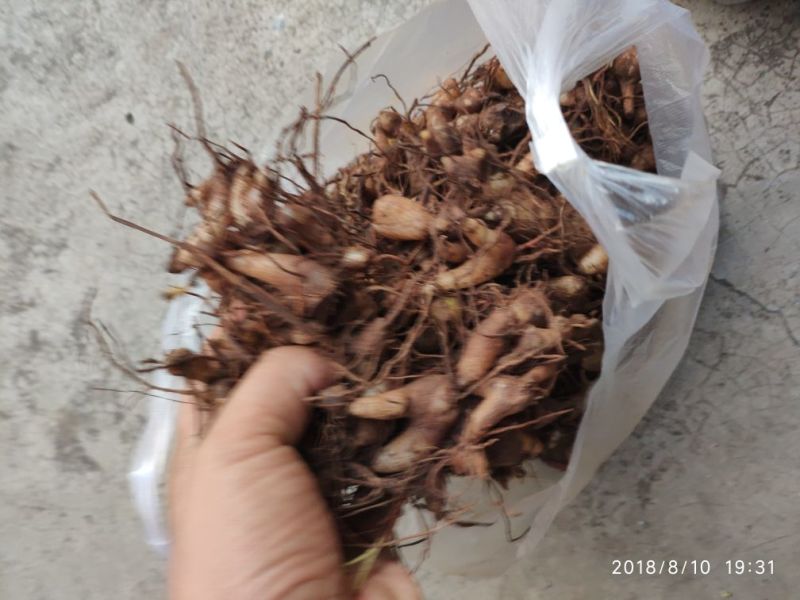 白芨三叉通货鲜货野生