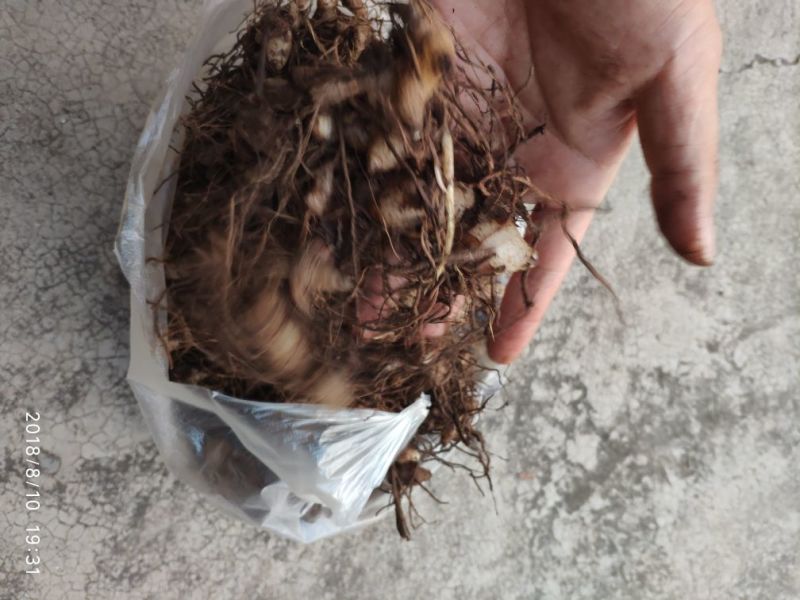 白芨三叉通货鲜货野生