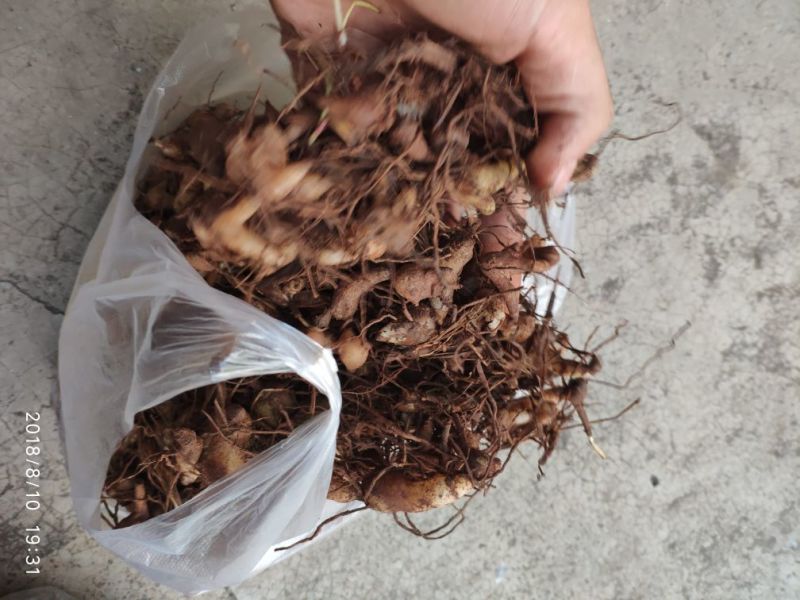 白芨三叉通货鲜货野生