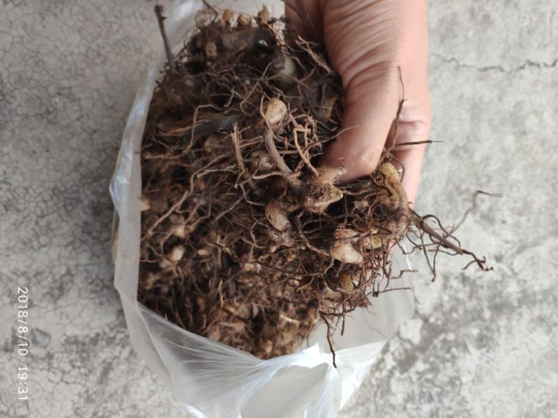 白芨三叉通货鲜货野生