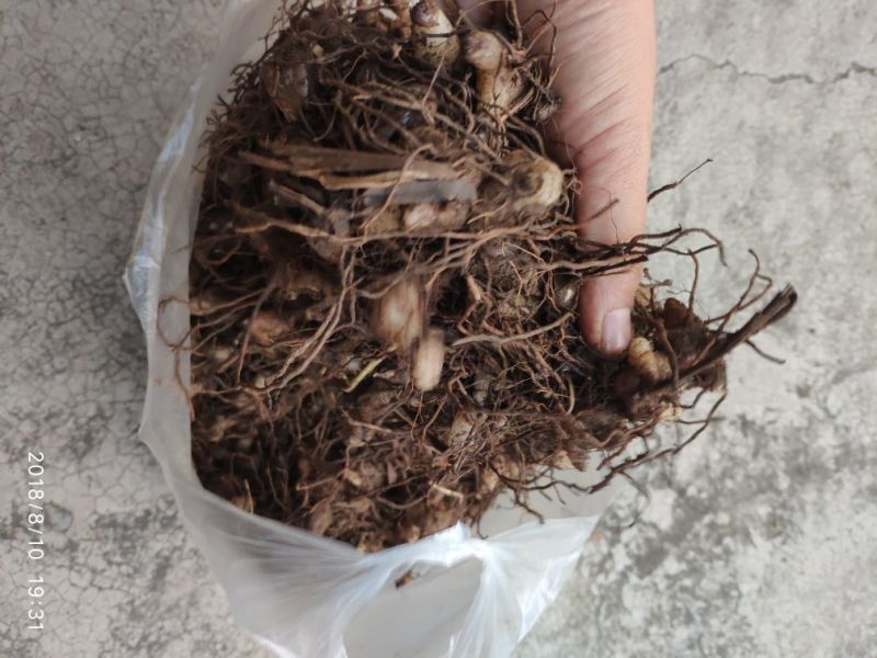 白芨三叉通货鲜货野生