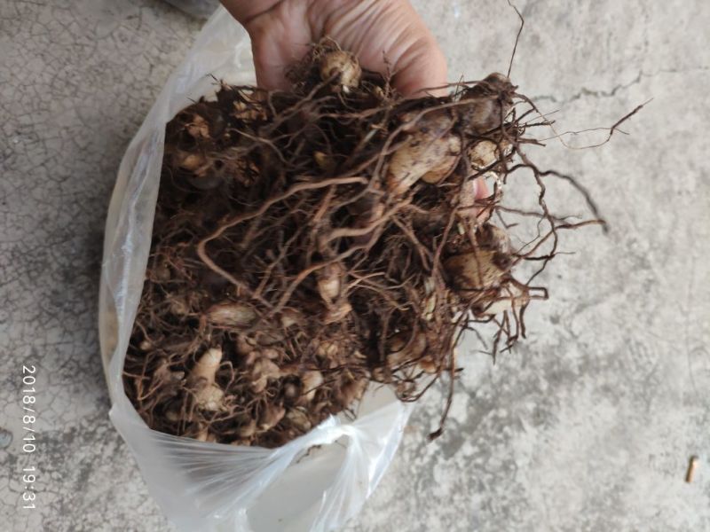 白芨三叉通货鲜货野生