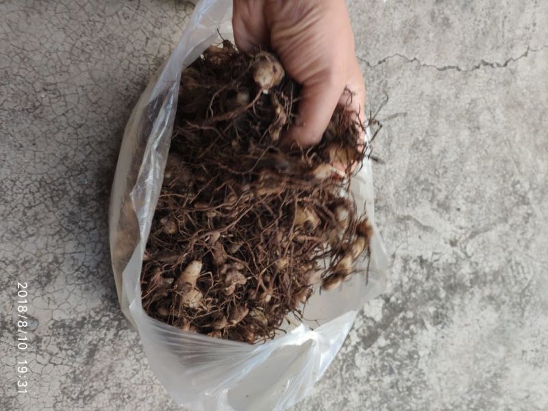 白芨三叉通货鲜货野生