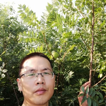 文冠果树