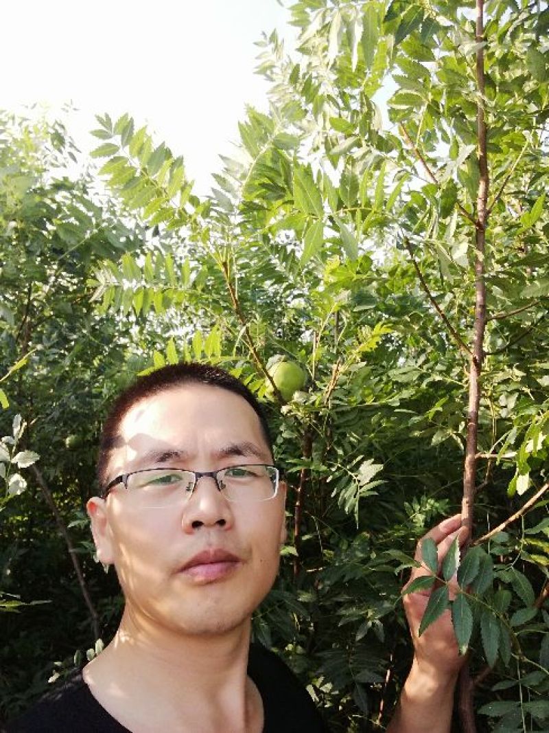 文冠果树