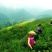 小叶苦丁茶口感好青山绿水1斤起包邮