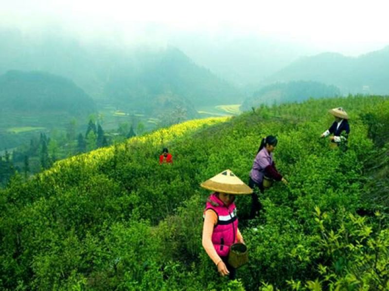 小叶苦丁茶口感好青山绿水1斤起包邮