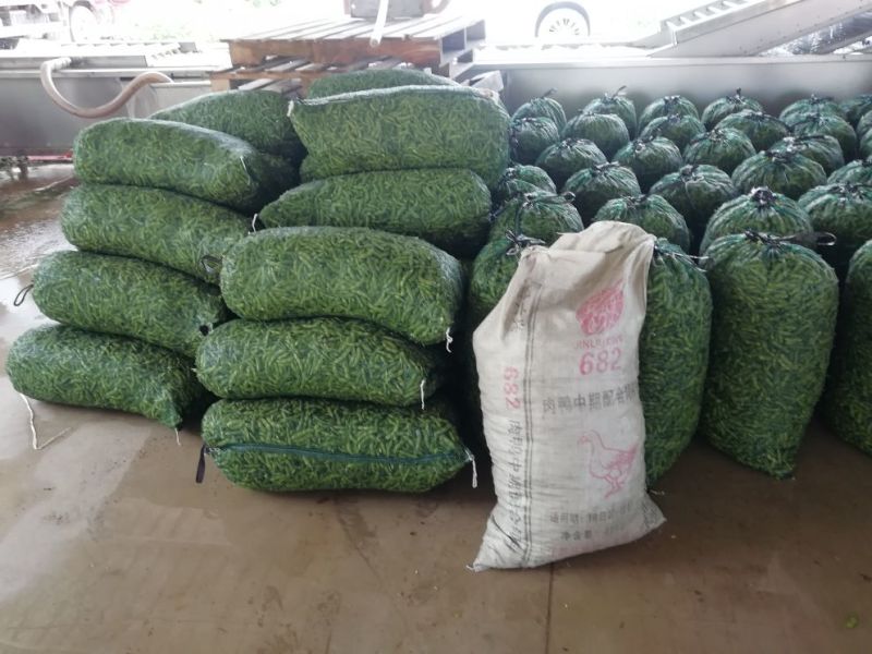 邳州精品大毛豆！绿宝石，，，-翠绿宝大量上市大棚货