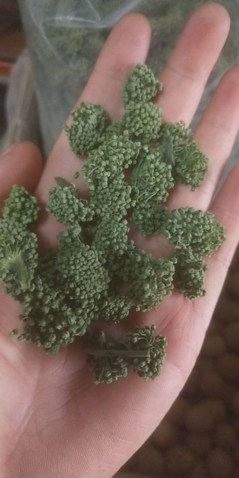 三七花