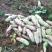 青萝卜1.5~2斤起