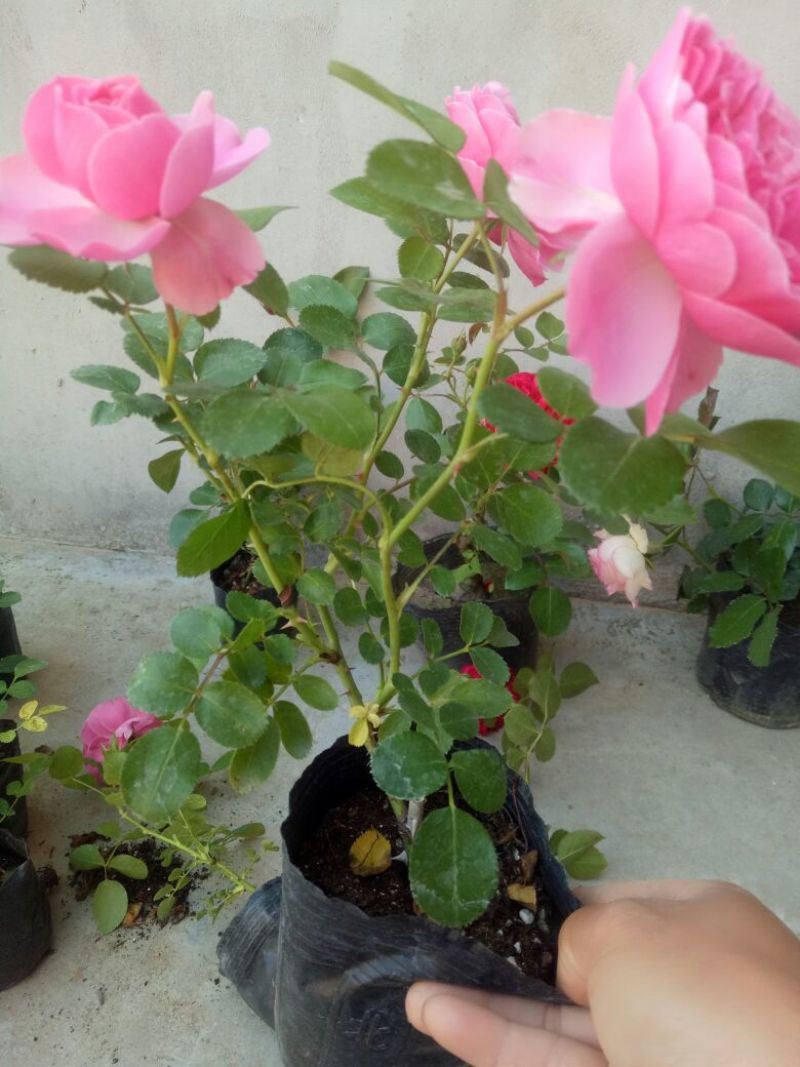 欧月小苗带杯发货