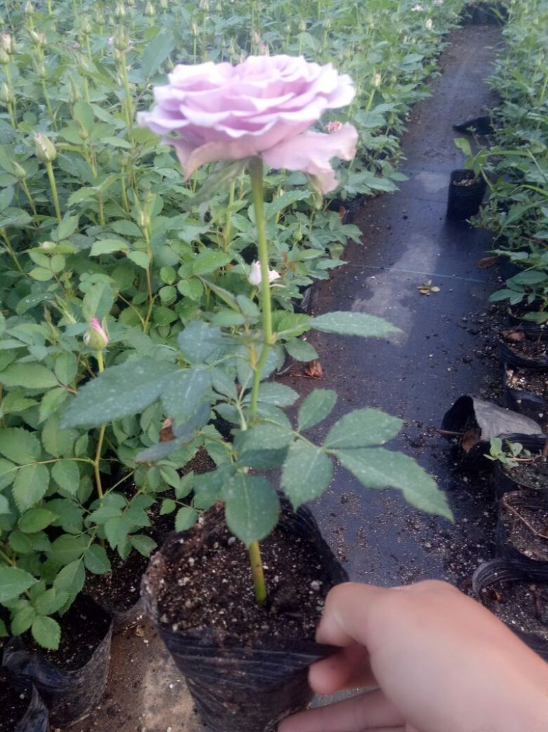 欧月小苗带杯发货