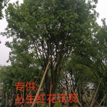 丛生红花🌸玉蕊