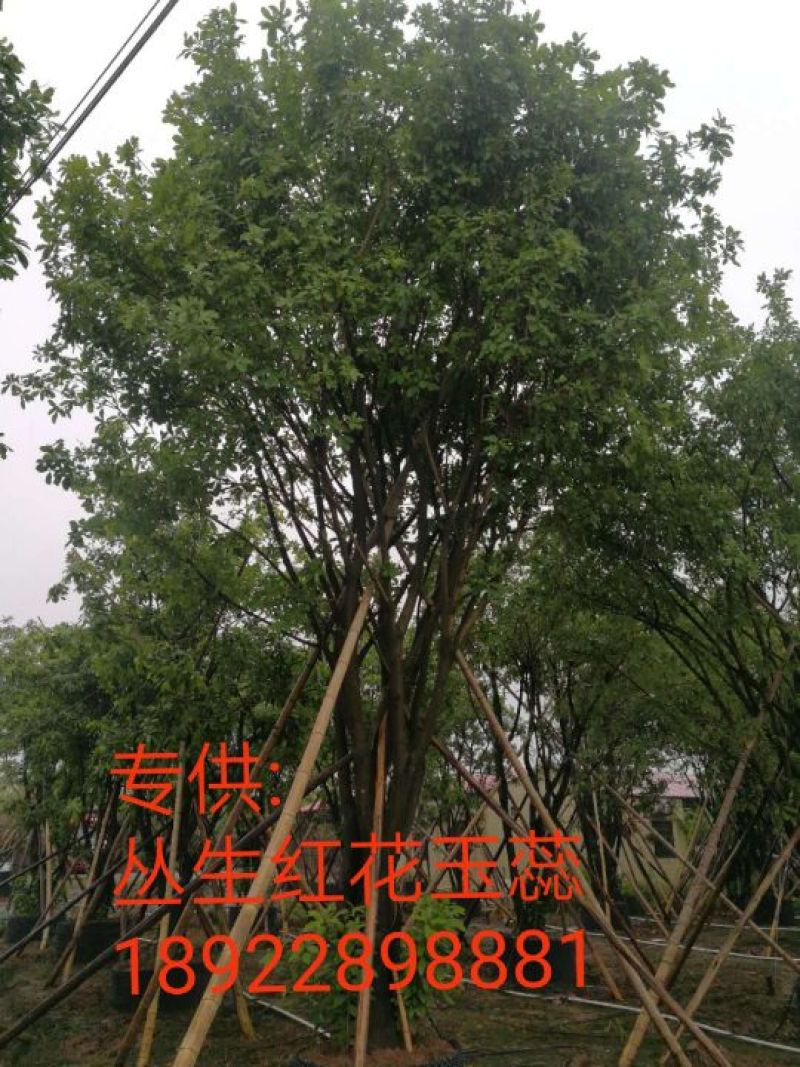 丛生红花🌸玉蕊