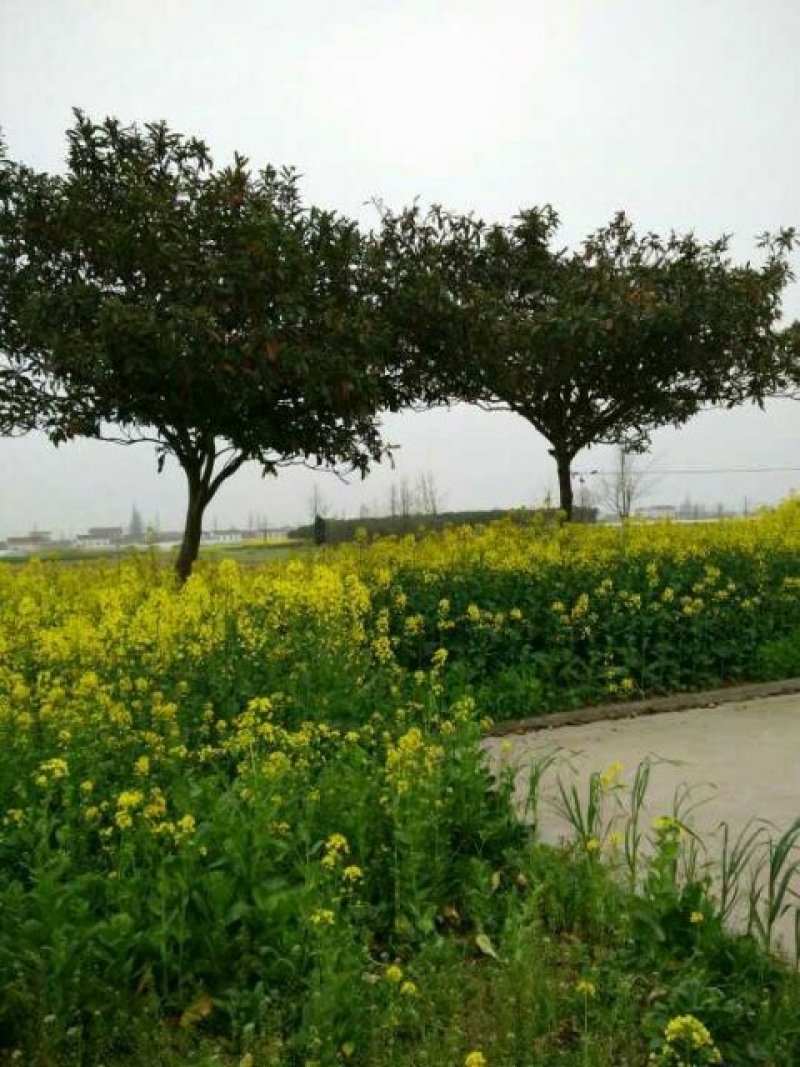 枇杷树4公分