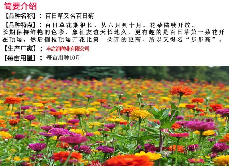 百日草种子花卉种子发芽快花期长10斤/亩