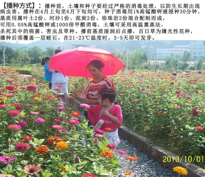 百日草种子花卉种子发芽快花期长10斤/亩