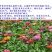 百日草种子花卉种子发芽快花期长10斤/亩