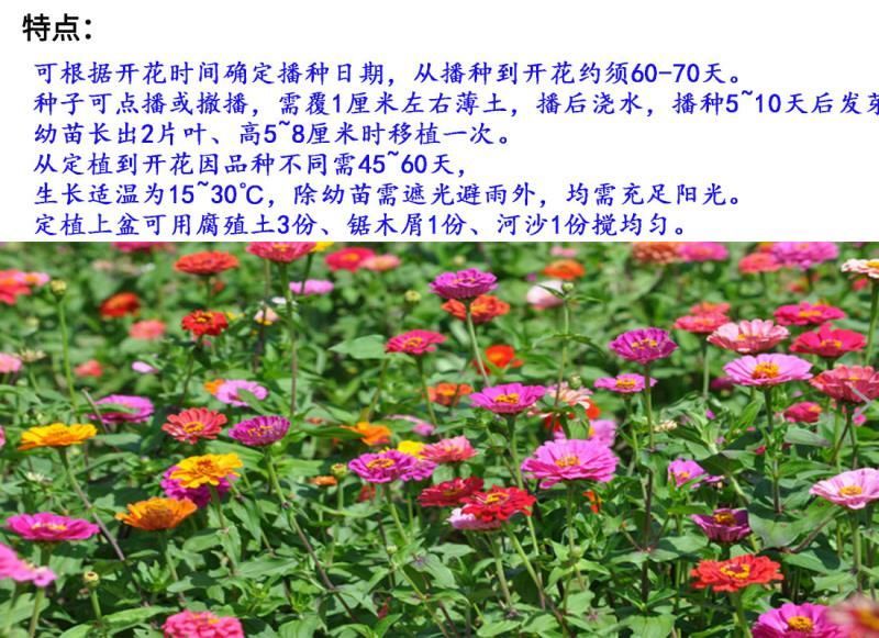 百日草种子花卉种子发芽快花期长10斤/亩