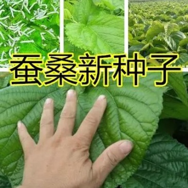 桑树种子
