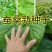 桑树种子