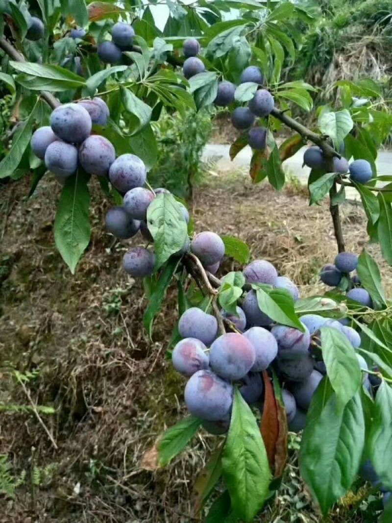 脆红李