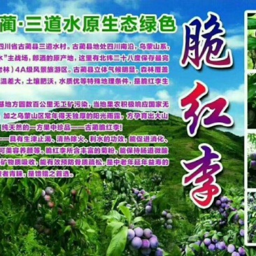 脆红李