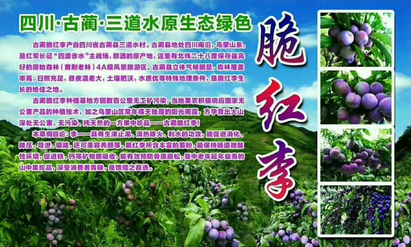 脆红李