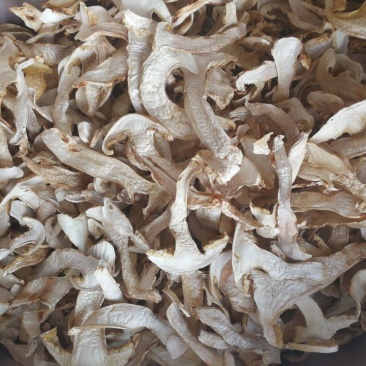 松茸干片