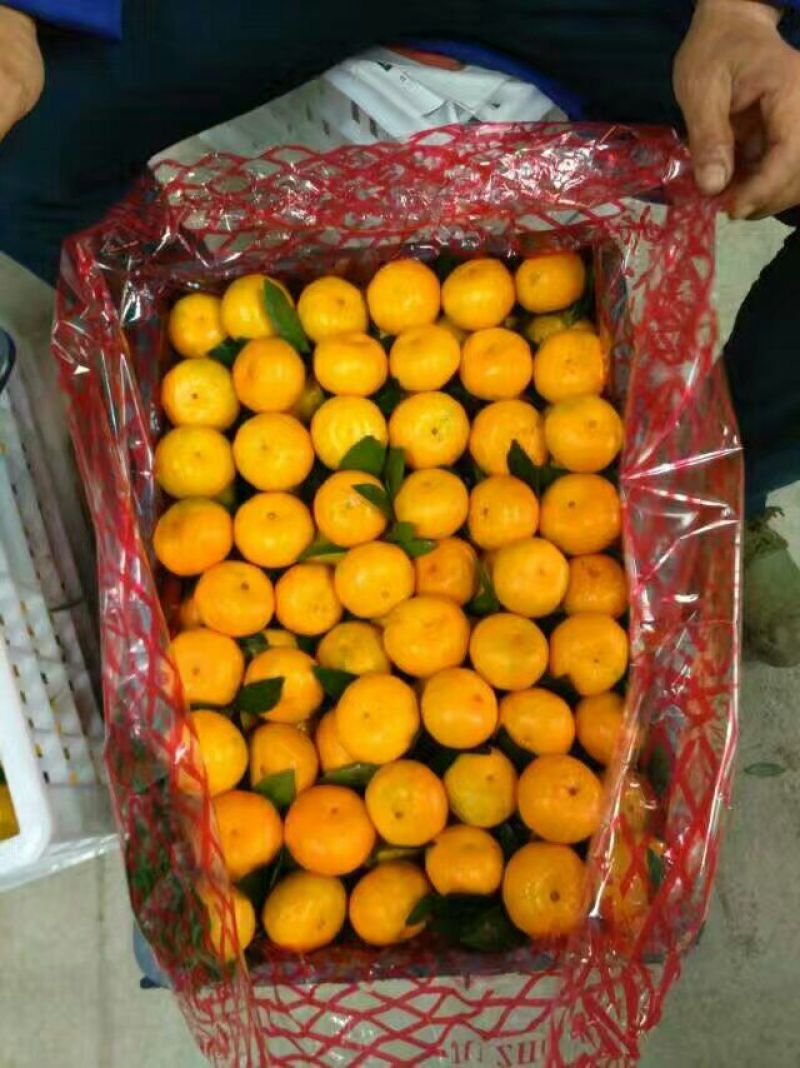 新余蜜蜜橘：本人实力代办好货多多等你来！