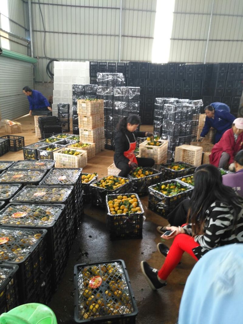 新余蜜蜜橘：本人实力代办好货多多等你来！