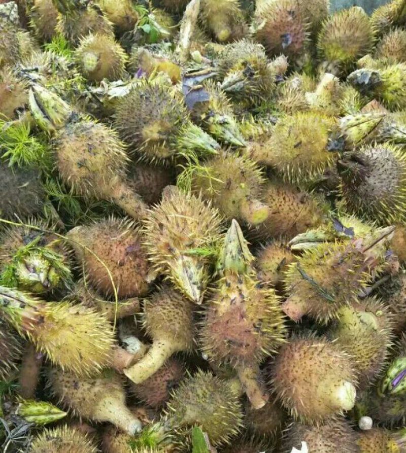 大量供应芡实袍子