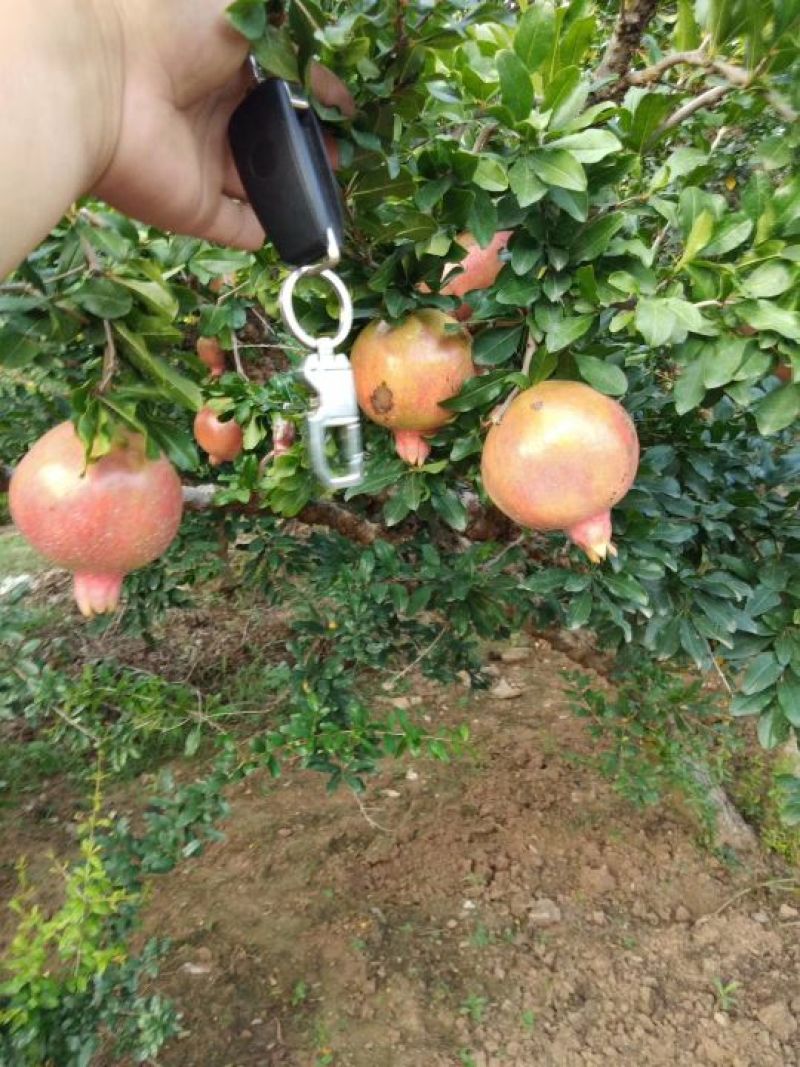 中秋上市石榴树苗子，量大。
